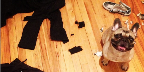 Image showcasing 10 Boredom Busters for Your Dog